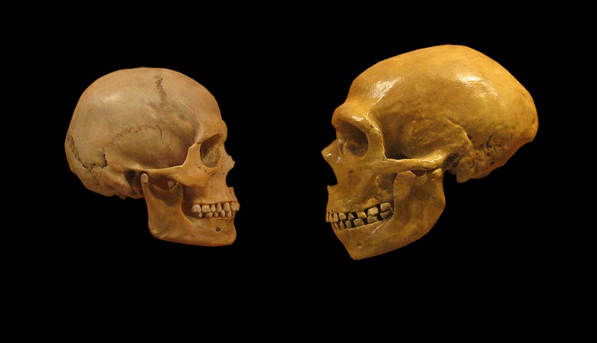 Notem as proporções do crânio de um Neandertal, são bem maiores e alongadas do que a do ser humano moderno.