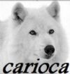 Lobo carioca
